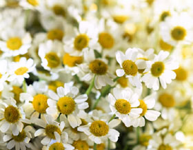 flores de Bach